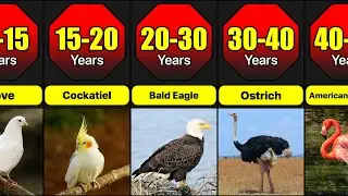 Longest Living Birds In The World (In The Wild) | Which Birds Live The Longest?