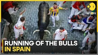 Spain: 6 injured by raging bulls, rushed to hospitals | WION