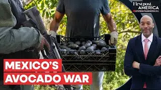 Mexico Avocado Farmers Take Up Arms Against Cartel Violence | Firstpost America