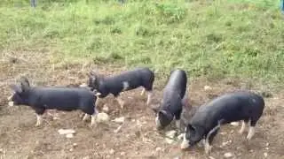 Berkshire Pigs - Feeding time at Walkerland