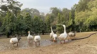 Lodhi garden , a picnic spot and surrounded with #beautiful #nature, #animals and #birds. 🦅 🦢 #vibes