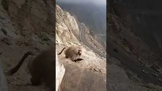 Taif zigzag road 😍 SaudiArabia #shorts #viral #youtubeshorts #ytshorts #short #yt