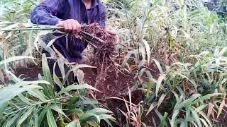hasil jahe merah part || 1kg 1 rumpun pada usia 6 bulan pasca tanam tanpa di semai !!!