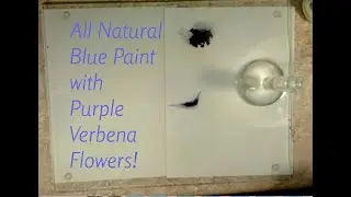 Making all natural blue paint with Verbena Flowers!