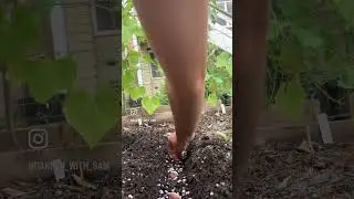 How to Grow Garlic in Plastic Bottles | Grow Garlic At Home-Fast N Easy