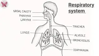Respiratory System &ndash; How It Works | Nose, Trachea, Lungs & Breathing