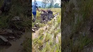 Traktor sawah banyuwang #1387  #automobile #traktororang #farming #excavator #sawah #sawit #padi