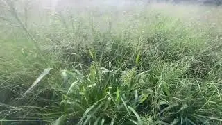 O capim Massai está caindo bastante semente!! Deus seja louvado!!