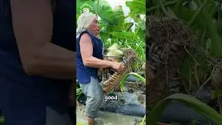Harvesting Giant Taro.