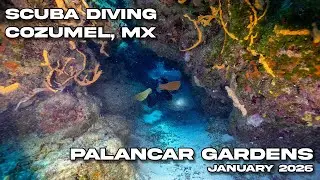 Diving Palancar Gardens in Cozumel, Mexico | January 9 2026 | 4k Video