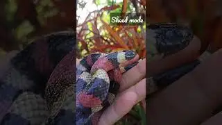 milk snake sheed mode #shorts #youtubeshorts #reptiles