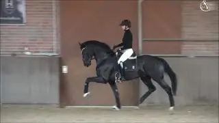 GREY TONIC - www.hengste-beckmann.de