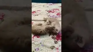 fight cats moments #cats #fight #catsweetvideo #pets #animals #lovely #masti #monkeys #catsbaby