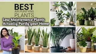 Low Maintenance Indoor Plants | Easy Gardening | Gardening Ideas For Home | Auto Dubbing Available