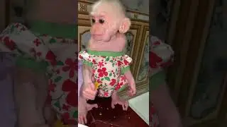 bobo wears new style shirt off shoulder shirt #monkey #monkeybobo #babymonkey #monkeybob