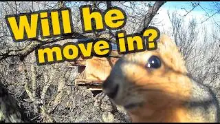 We Built a Squirrel House and Set Up A Camera #squirrels #wildlife #NatureLovers #SquirrelLife