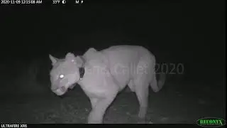 Fire-injured cougar spotted safe in the wild after treatment