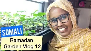 Ramadan Garden Vlog 12 // Update Vegetable & Flower Seeds 🥕🌸// Somali Gardener