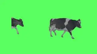 green screen cow