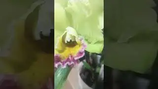 mostrando a beleza da catlleya prisma  palette