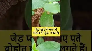 Snake Plant | Is snake plant poisonous? |How to grow snake plant fast?| Is Snake Plant is lucky