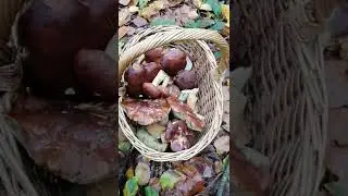 Belle cueillette C&egrave;pes et Bolet. Filstroff Moselle 57 le 23 Octobre