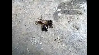 Ants an Bohorok River - Rainforest of Sumatra