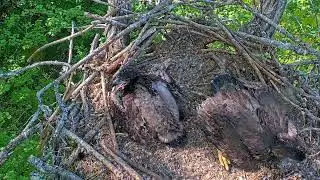 EP#440 #baldeagle Review birds in nest with nature #birdslovers #birdsounds #birdsnest #wildbirds