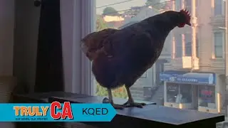 Chickens in the City | KQED Truly CA