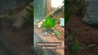 Nowe formikarium            #ant #ants #animals #mr&oacute;wki #messor #formikarium #natura