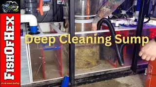 300 Gallon Aquarium Geo's Reef Sump Cleaning