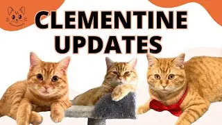 Clementine 🍊 is Still a Demanding Floof | Foster Update