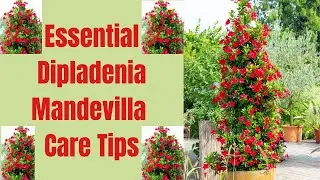 Dipladenia Mandevilla Care Tips- A Complete Guide