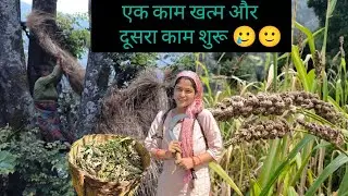 🦜🦜चिड़ियों ने फेरा मेहनत पर पानी ...😩🕊️,,।। झंगोरे की फसल को पहुँचाया भारी नुकसान,😔😡।।