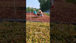 Pearl grass | Wholesale & Retail | Plant Story | Kochi