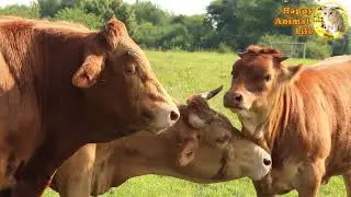 Biological variability of animals: ostrich, crocodile, cow, vulture, fox, cat, wolf
