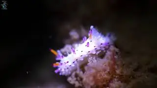 Nudibranch Aegeris villosus