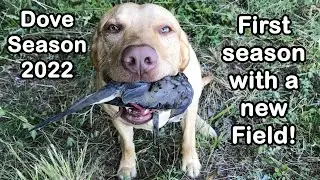 Dove Season 2022 - First Season with the New Field