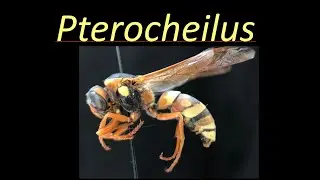 Pterocheilus (Vespidae)