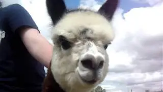 Alpaca Humming remix!