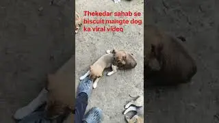 thekedar sahab se biscuit mangte cute dog ka viral video#viral status#shortvideos