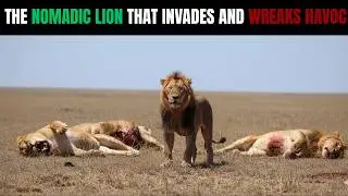 NOMADIC LION Invaded 3 TERRITORIES in One Night... The CHAOS That Followed Changed Everything