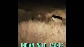JACKLE, Wild Indian JACKLE, wild animals