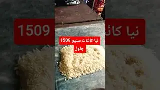 1509 kainat steam rice new rate #rice #basmati #new #viralshorts #business