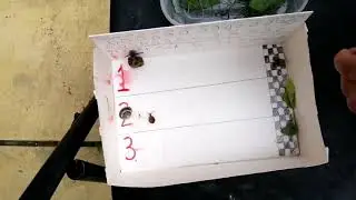 Snail racing championship