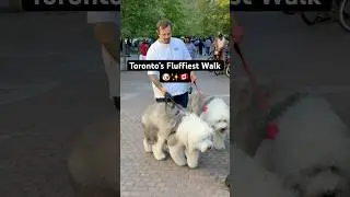 Fluffiest Dogs in Toronto 🐾 | Old English Sheepdogs at Harbourfront #toronto #canada #shorts 🐾🇨🇦