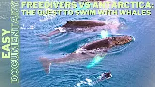Freedivers vs Antarctica: The Quest to Swim with Whales - Full Nature Documentary