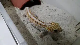 Teratoscincus keyserlingii(Giant Wonder Gecko) shake his tail to defense