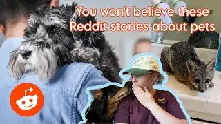 Reddit's Craziest Pet AITA