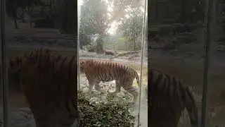 Tiger 🐯 Alipur zoological garden #tiger #viral #shorts